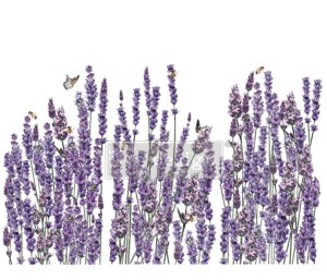 Transfer Champs de Lavende 